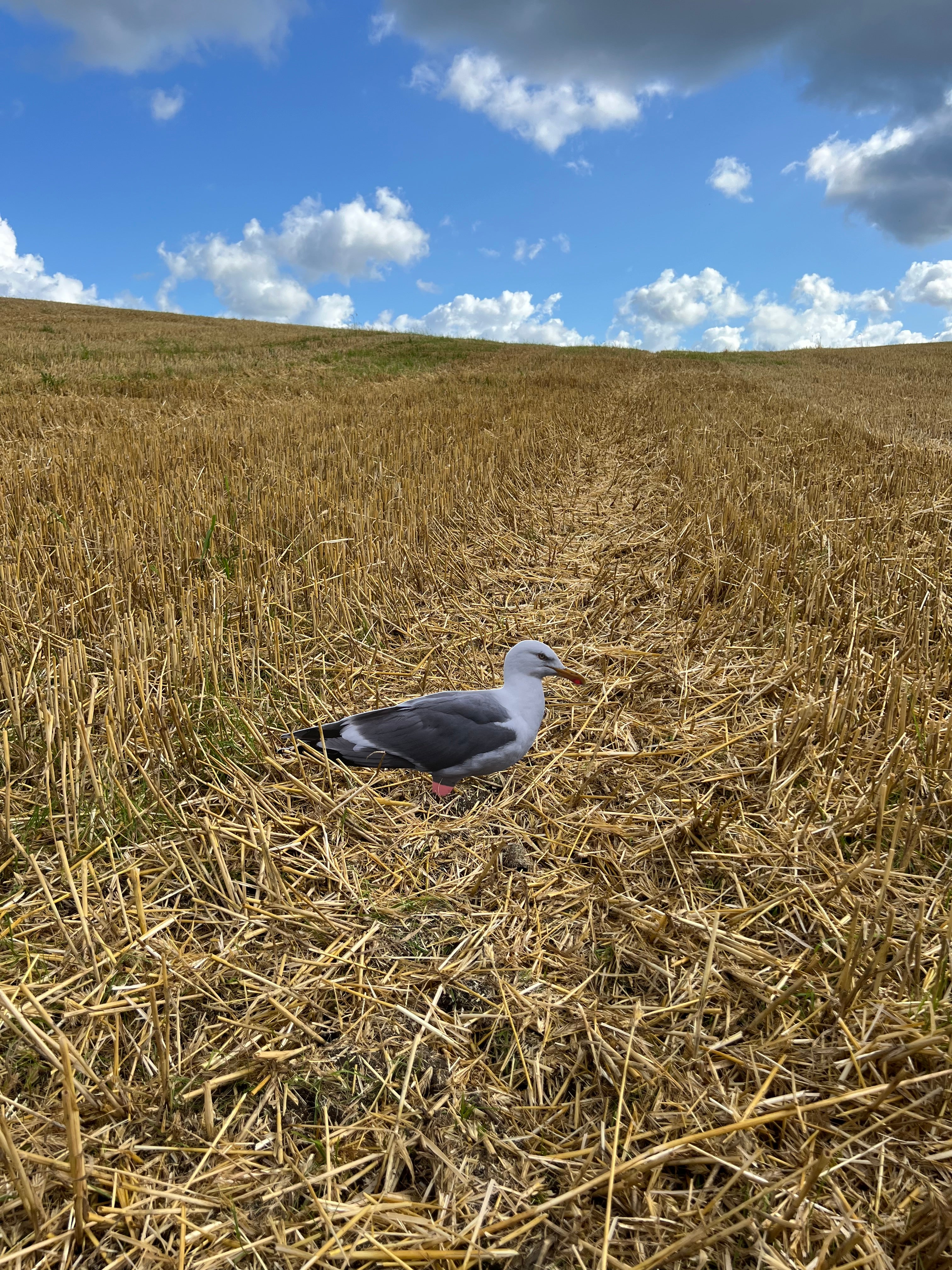 Måsbulvan utplacerad – gull silhouette decoy set out in the field