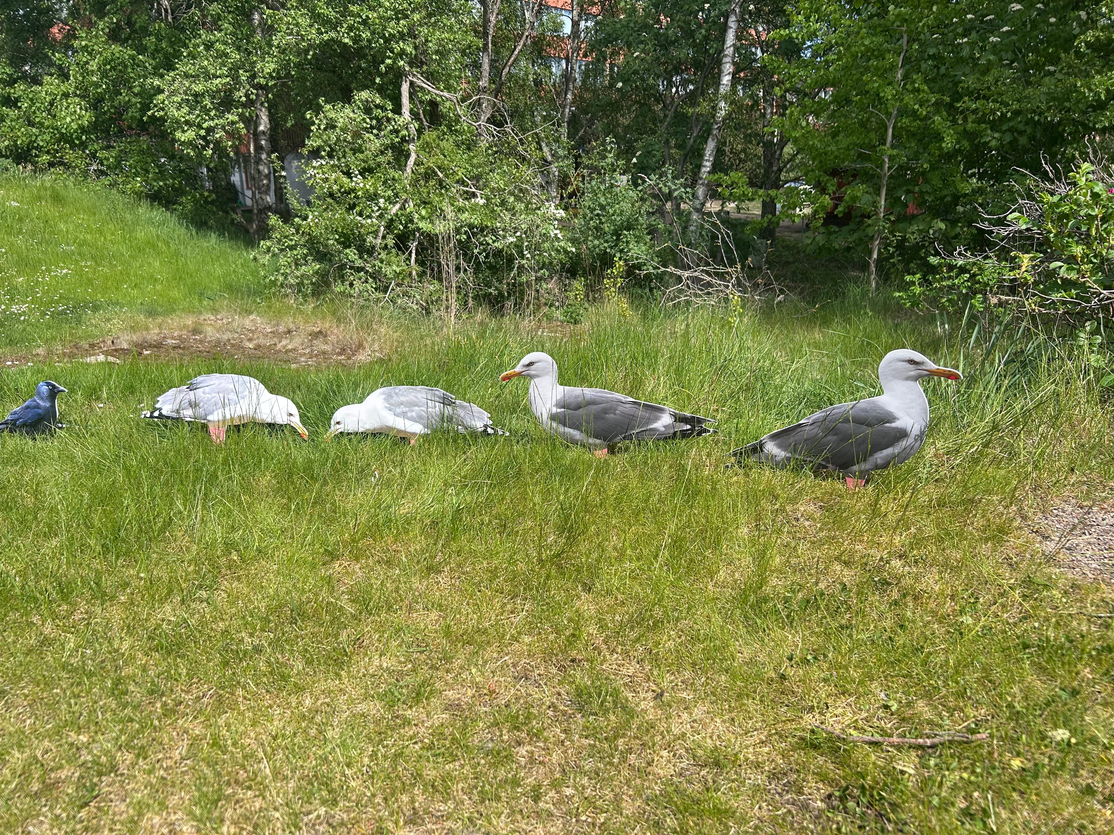 Bulvan Fiskmas, Front, seagull decoy, Måsbulvan i siluettformat – lätt, stapelbar och prisvärd lockfågel för jakt, bulvan Mås, Mås bulvan