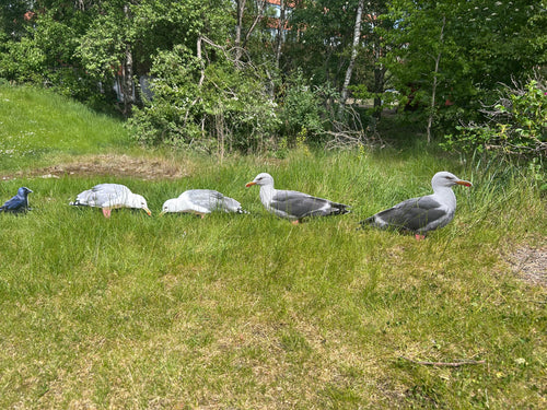 Bulvan Fiskmas, Front, seagull decoy, Måsbulvan i siluettformat – lätt, stapelbar och prisvärd lockfågel för jakt, bulvan Mås, Mås bulvan