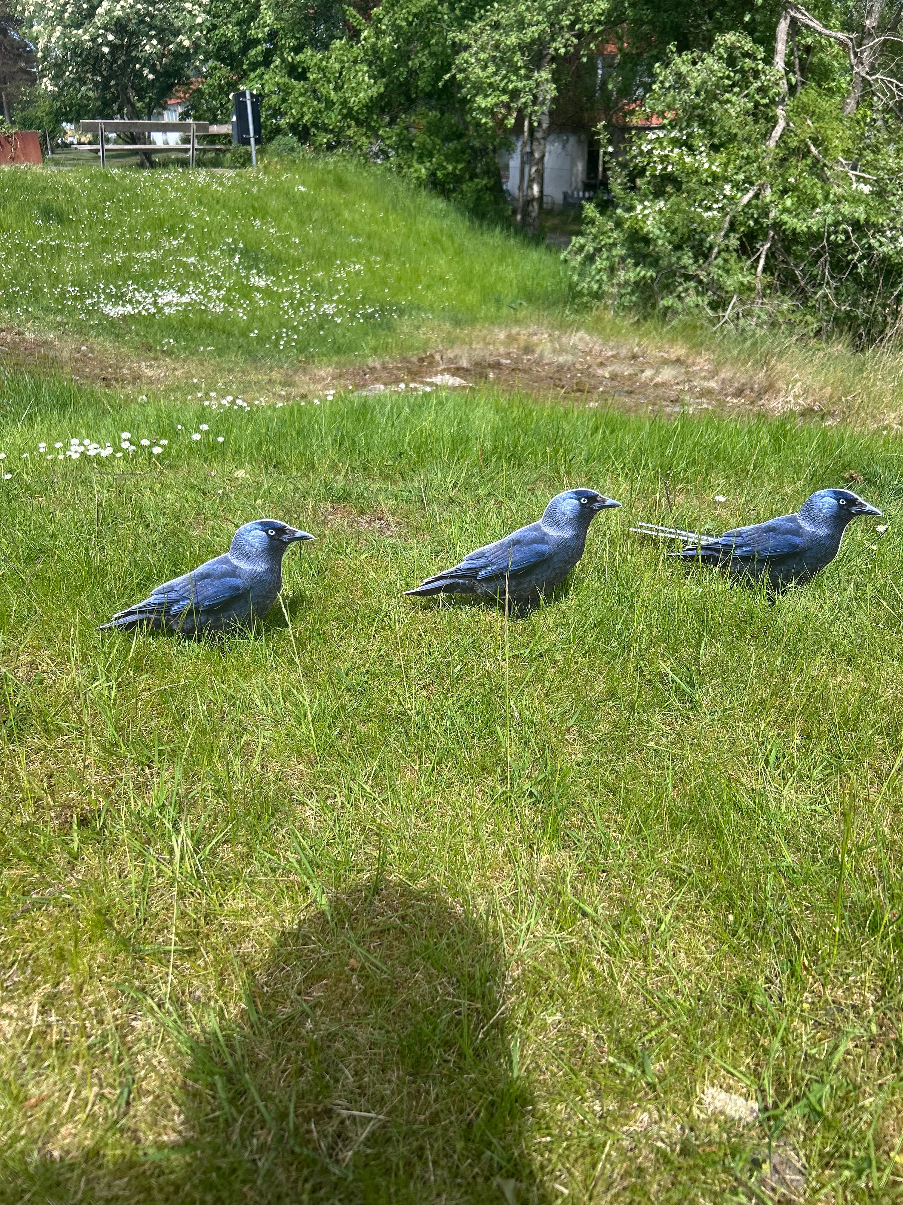 Bulvan Kaja, Front, crow decoy