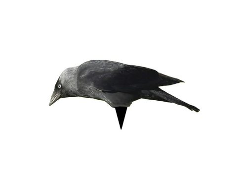 Bulvan Kaja 12st